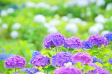 6月20日は花の日・子どもの日合同礼拝です。